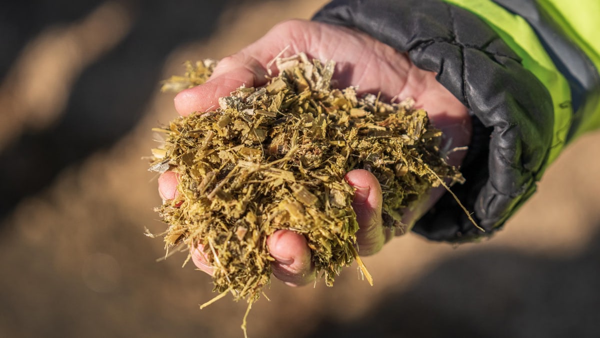 Hand holding a handful of organic silage for agricultural feeding, outdoor setting.